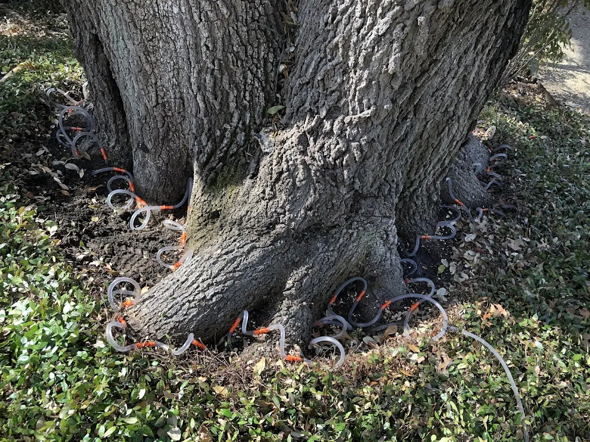 Detailed Tree Cabling and Bracing job site in Tenafly