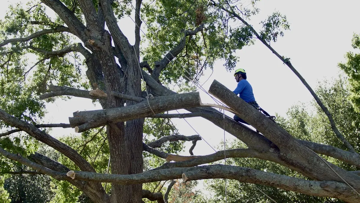Professional Crown Thinning performed by certified arborists in Tenafly