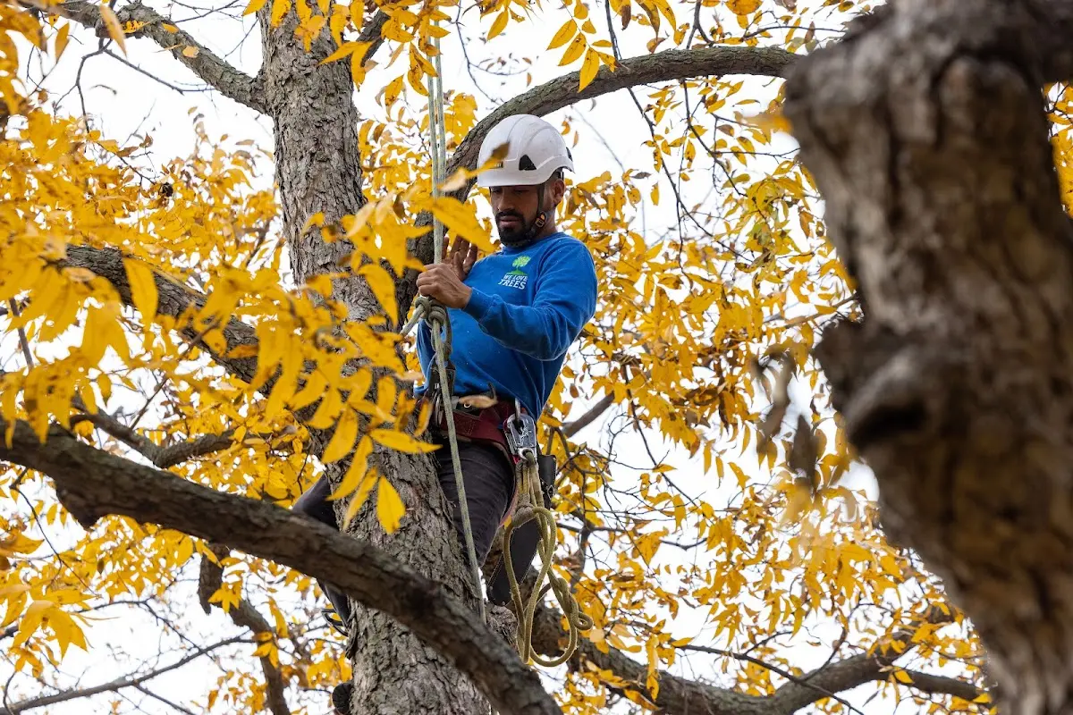 Skilled Storm Damage Cleanup crew working in Tenafly